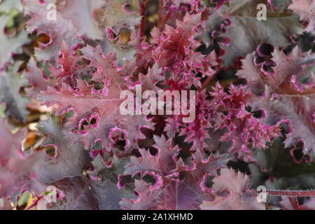 Heuchera 'Purple Petticoats' anzeigen charakteristische Deep Purple Laub. Anfang Herbst. Großbritannien Stockfoto