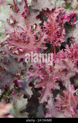 Heuchera 'Purple Petticoats' anzeigen charakteristische Deep Purple Laub. Anfang Herbst. Großbritannien Stockfoto