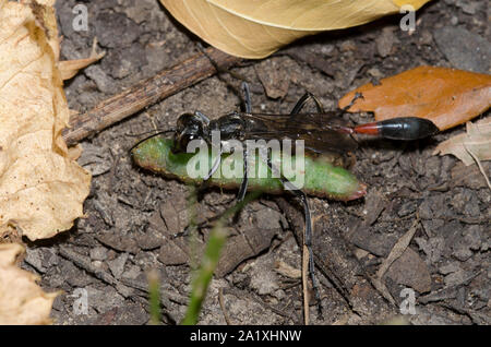 Fadenwaspe, Ammophila sp., gelähmte Larven-Beute schleppen Stockfoto