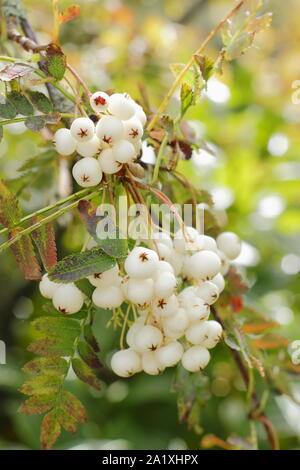 Sorbus koehneana. Weiße Beeren der Koehne Mountain Ash im frühen Herbst. Großbritannien Stockfoto