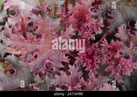 Heuchera 'Purple Petticoats' anzeigen charakteristische Deep Purple Laub. Anfang Herbst. Großbritannien Stockfoto