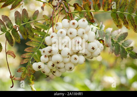 Sorbus koehneana. Weiße Beeren der Koehne Mountain Ash im frühen Herbst. Großbritannien Stockfoto
