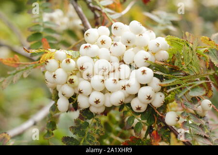 Sorbus koehneana. Weiße Beeren der Koehne Mountain Ash im frühen Herbst. Großbritannien Stockfoto