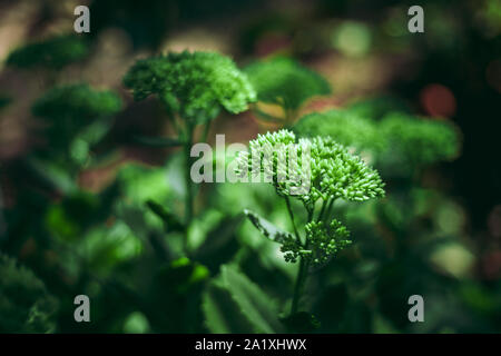 Auffällige Fetthenne (Hylotelephium spectabile) im Park, Moskau, Russland Stockfoto