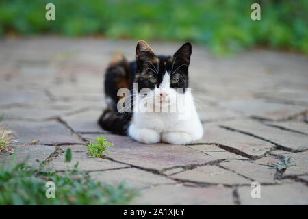 Dreifarbige Katze liegt auf dem Steinboden, Haustieren Entspannen im Freien, Maneki Neko im Sommergarten. Stockfoto