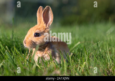 Close-up-Bild von einem Baby bunny Kaninchen spielen auf grünem Gras. Farbe Bild. Stockfoto