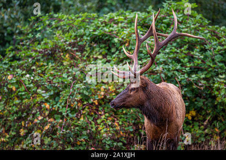 Eine große Roosevelt bull Elk steht vor der grünen Reben. Humboldt County, Kalifornien. Stockfoto