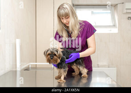 Junge Mädchen die Berufsbildung in der Klinik untersuchen, mit Stethoskop eine Hunderasse Yorkshire Terrier Stockfoto