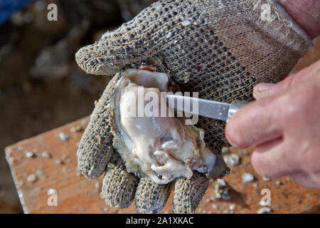 Behandschuhte Hand schalen Auster, "Crassostrea virginica', an der Küste von Texas. Stockfoto