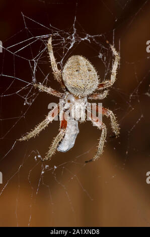 Gefleckte Orb Weaver, Neoscona crucifera, Fütterung auf catured Beute Stockfoto