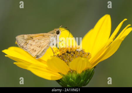 Fiery Skipper, Hylephila phyleus, weiblichen nectaring von Sonnenblume, Helianthus sp. Stockfoto