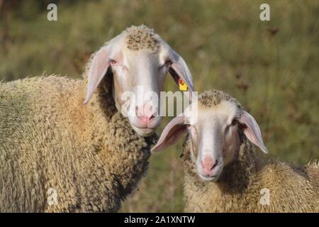 Schaf mit Klette Stockfoto