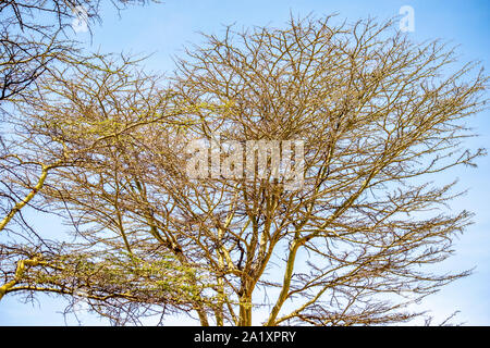 Serengeti Landschaften mit schönen Akazien. Stockfoto