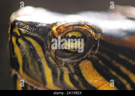 Sea Turtle, Teich Schieberegler, Augen und Gesicht closeup Makro Stockfoto