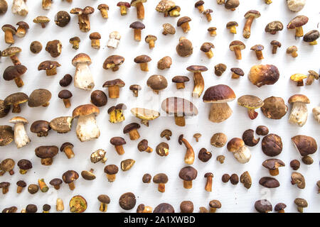 Frische Pilze auf einem weißen Hintergrund, Overhead Winkel Stockfoto