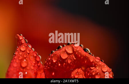 Closeup und detail Shot Orange Trompete Blume mit Wassertropfen, die anderen Trompete Blumen in Sizilien im Sommer spiegeln Stockfoto