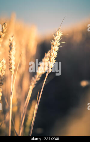 Weizen Ohren im Sonnenuntergang am Abend Licht. Natürliches Licht zurück lit. Schöne Sonnenterrasse flares Bokeh Stockfoto