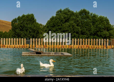 Weiße ente Teich oder See zum Hintergrund Stockfoto