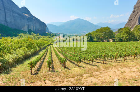 Panoramablick auf Weinberge in Griechenland - Griechische ländliche Landschaft Stockfoto