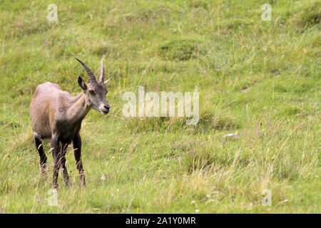 Gämse. Stockfoto