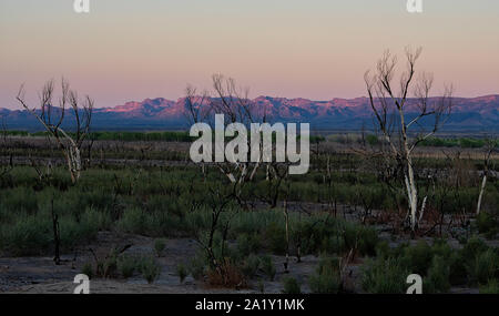 Tote Bäume in Topock Marsh in der Nähe der Nadeln AZ Stockfoto