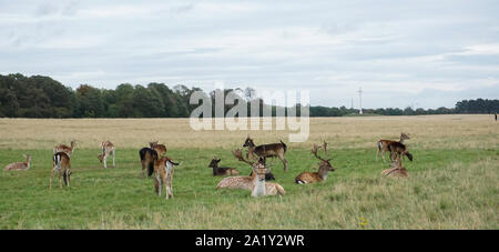 Eine Gruppe von Hirschen im Phoenix Park, Dublin, Irland mit dem Papstkreuz im Hintergrund. Stockfoto