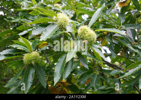 Eine Rosskastanie Baum mit einer Gruppe von reifen Kastanien. Stockfoto