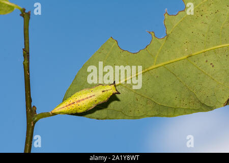 Östlicher Tigerswalowtail Chrysalis (Papilio glaucus) Stockfoto