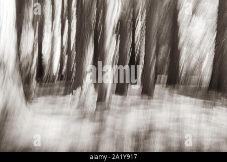 Sepia getont abstrakten Natur Hintergrund im Wald Bäume und gruselige Wirkung. Stockfoto