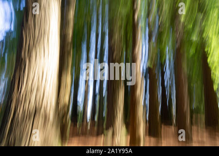 Abstrakte Natur Hintergrund im Wald Bäume und gruselige Wirkung. Stockfoto