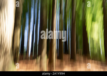 Abstrakte Natur Hintergrund im Wald Bäume und gruselige Wirkung. Stockfoto