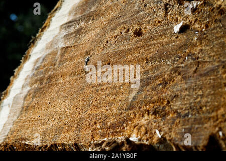 Trank einen alten Baum. Ein Apple. Der Holzverarbeitung. Textur. Stockfoto