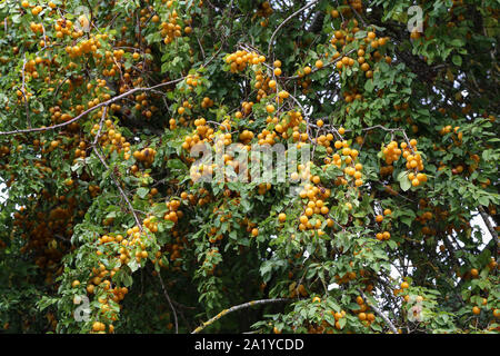 Branchen mit reife, gelbe Kirsche pflaume Frucht Stockfoto