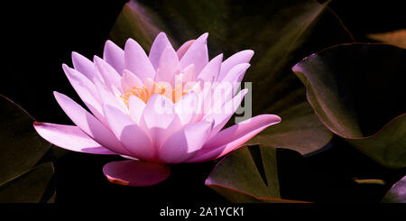 Magic rosa Wasser Lilie Blume glühende im romantischen Mondlicht auf dunkle Nacht Hintergrund Stockfoto