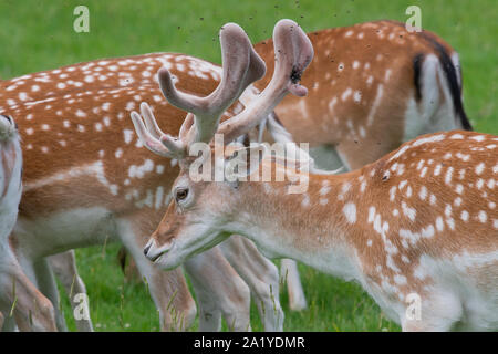 Nahaufnahme von einer Herde von damwild (Dama Dama) Stockfoto