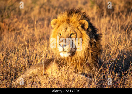 Lions versteckt im Gras bei Sonnenuntergang auf der Serengeti. Stockfoto