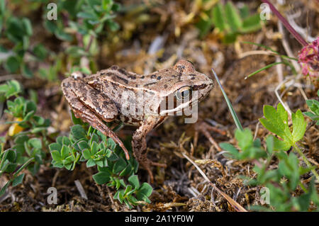 Grasfrosch auf Moos Stockfoto