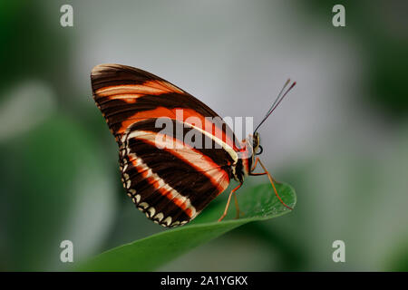 Close up Seitenansicht Oranger Schmetterling auf grünem Blatt Stockfoto