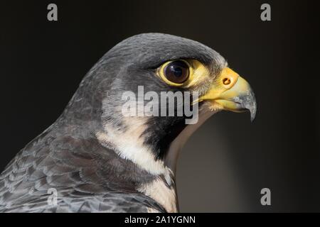 Wanderfalke Profil Nahaufnahme portrait Stockfoto