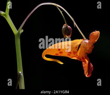 Rühr-mich-nicht orange Hintergrundbeleuchtung Blume Nahaufnahme auf schwarzem Hintergrund Stockfoto