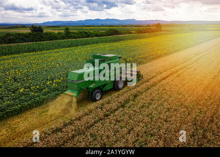 Ernte von Weizen an einem Sommertag, Antenne Drohne anzeigen. Ernte von Weizen kombinieren Stockfoto
