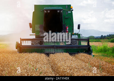 Mähdrescher in Aktion auf Weizenfeld. Die Ernte ist der Prozess der Erfassung eine reife Ernte von den Feldern. Stockfoto