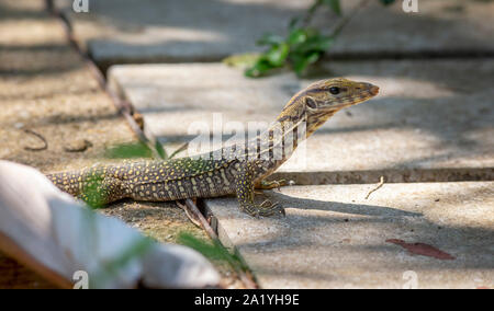 Asiatischer Wasser-Monitor (Varanus Salvator) Stockfoto