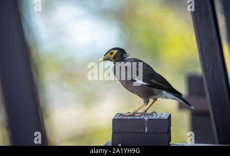 Gemeinsame myna (Acridotheres Tristis) Stockfoto