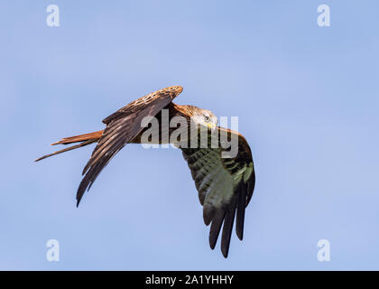 Redkite im Flug Stockfoto