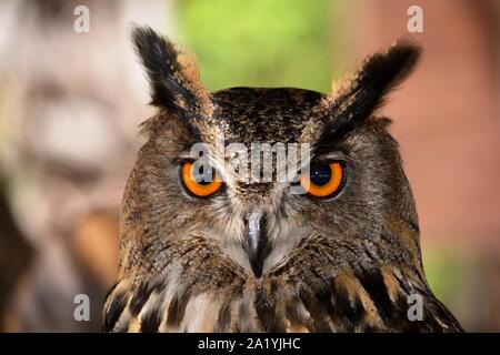 Der Kopf der Eule mit dem orangefarbenen Augen Stockfoto