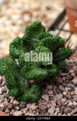 Euphorbia Pentagona cristata Stockfoto