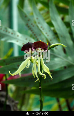 Prosthechea cochleata. Encyclia cochleata, Anacheilium cochleatum und Epidendrum cochleatum, gemeinhin als die Greifer orchid Stockfoto