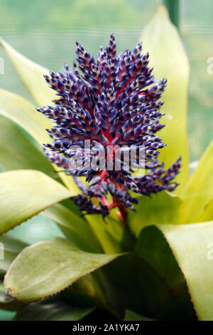 Blütenstiele der Aechmea Blue Tango cultivar Bromeliaceae, bromelie Stockfoto