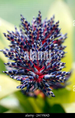 Blütenstiele der Aechmea Blue Tango oder Blue Rain cultivar Bromeliaceae, bromelie Stockfoto